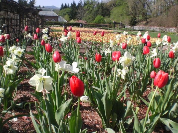 sunshine tours biltmore