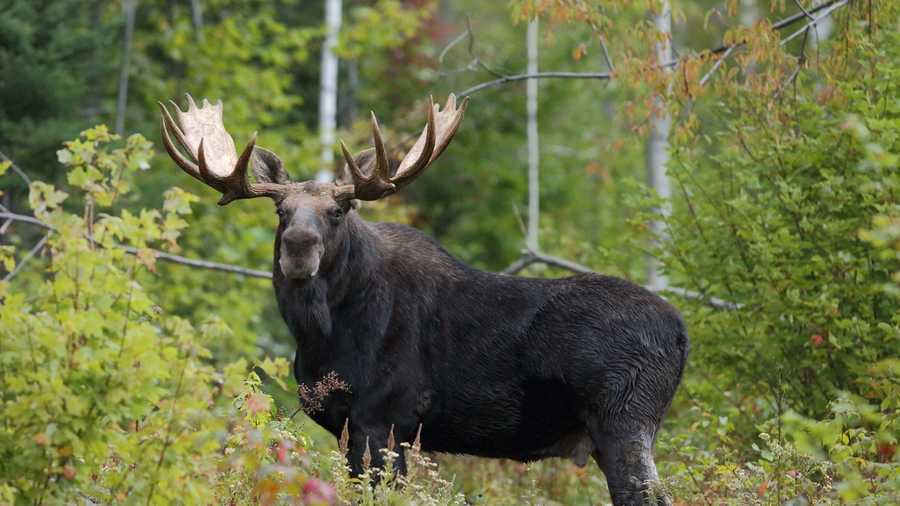 moose tours near lincoln nh