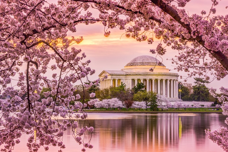 dc cherry blossom bus tour