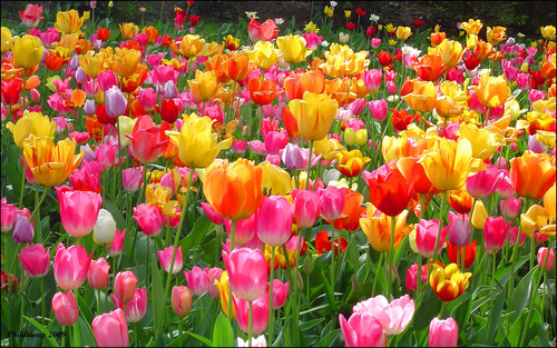 TULIP FESTIVAL HOLLAND, MICHIGAN Tour - Sunshine Tours