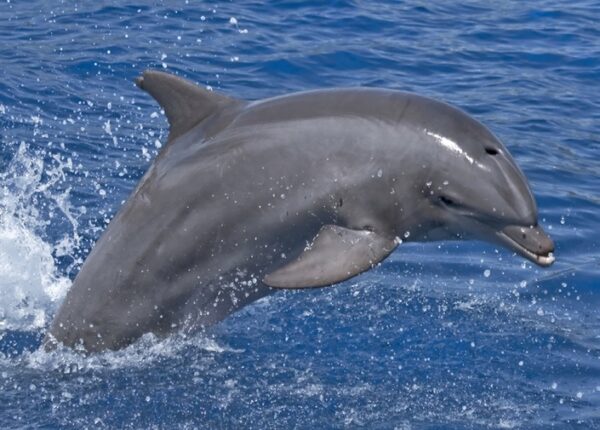Dolphin