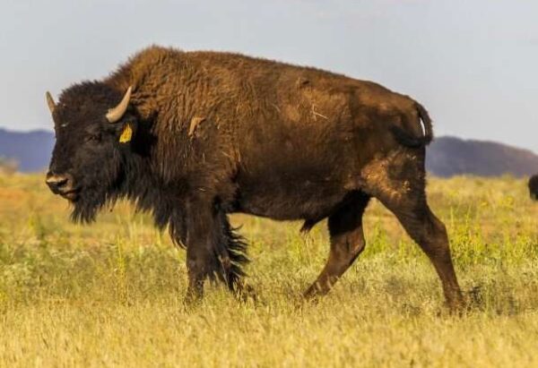 Buffalo