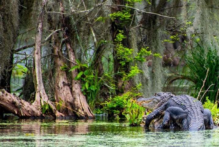 Cypress grove and alligator