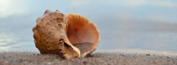 Seashell